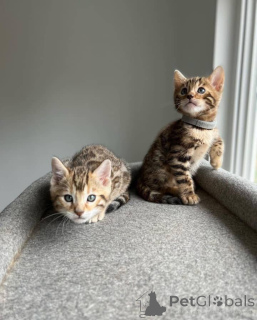 Photo №3. Magnificent Bengals Kittens for sale. United States