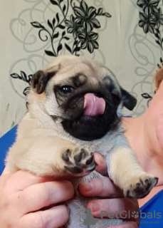 Additional photos: pug puppy for sale
