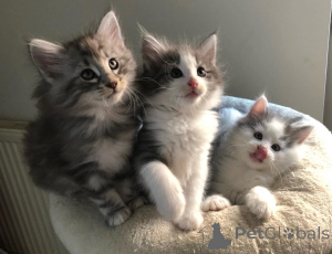 Photo №2 to announcement № 176233 for the sale of norwegian forest cat - buy in Belgium private announcement