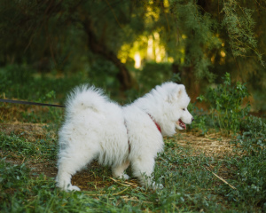 Photo №2 to announcement № 2983 for the sale of samoyed dog - buy in Russian Federation from nursery