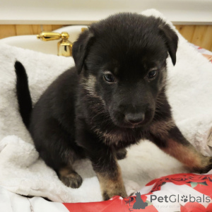 Photo №2 to announcement № 164586 for the sale of german shepherd - buy in Germany private announcement