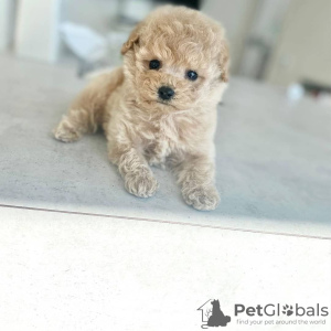 Photo №3. Male and Female Toy poodle for adoption.. Germany