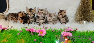 Photo №2 to announcement № 17679 for the sale of bengal cat - buy in Russian Federation private announcement