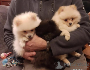 Photo №2 to announcement № 158916 for the sale of pomeranian - buy in Montenegro private announcement