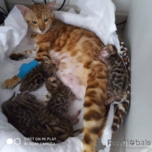 Photo №1. bengal cat - for sale in the city of Sochi | 473$ | Announcement № 12099