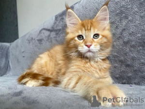 Photo №2 to announcement № 115133 for the sale of maine coon - buy in Germany private announcement