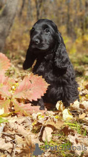 Photo №2 to announcement № 120748 for the sale of  - buy in Russian Federation breeder