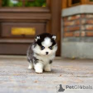 Photo №4. I will sell non-pedigree dogs in the city of Berlin.  - price - negotiated