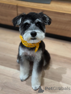 Photo №3. Cute Miniature Schnauzer Puppies. United States