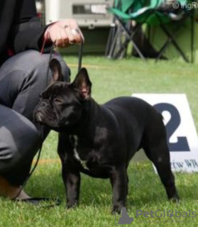 Photo №1. french bulldog - for sale in the city of Kościan | negotiated | Announcement № 31804