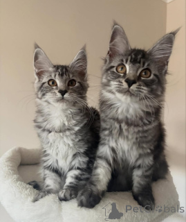 Photo №2 to announcement № 176854 for the sale of maine coon - buy in Germany private announcement