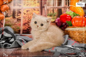 Photo №3. British shorthair female kitten. Germany