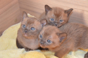 Photo №1. burmese cat - for sale in the city of Москва | 532$ | Announcement № 2091