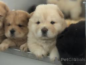 Photo №1. chow chow - for sale in the city of Paris | 723$ | Announcement № 160954