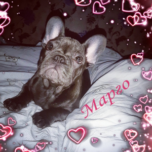 Photo №1. french bulldog - for sale in the city of Kiev | 1300$ | Announcement № 5552
