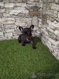 Photo №2 to announcement № 143770 for the sale of french bulldog - buy in Serbia 