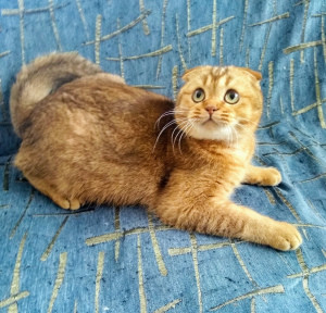 Photo №2 to announcement № 1055 for the sale of scottish fold - buy in Ukraine private announcement
