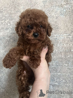 Photo №2 to announcement № 160722 for the sale of non-pedigree dogs - buy in Ukraine private announcement, from nursery, breeder