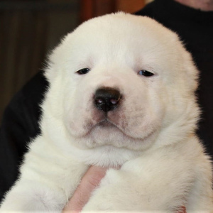 Photo №3. White Alabai puppies for sale.. Russian Federation