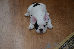 Photo №1. french bulldog - for sale in the city of Nuremberg | 380$ | Announcement № 120661