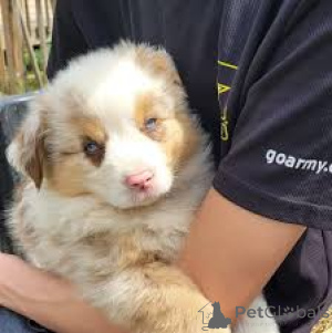Photo №2 to announcement № 166967 for the sale of miniature american shepherd (aussie) - buy in France private announcement, breeder