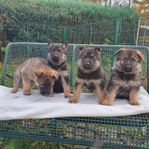 Photo №1. german shepherd - for sale in the city of Kuwait City | negotiated | Announcement № 133805