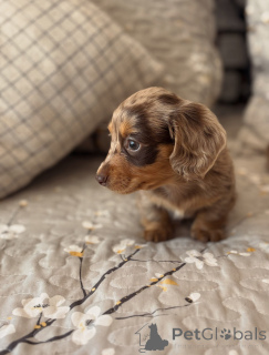Photo №3. Precious Dapple Dachshund Puppy Tiny Heart-Stealer Ready for Love!. Czech Republic