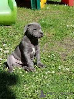 Photo №2 to announcement № 165702 for the sale of staffordshire bull terrier - buy in United Kingdom private announcement, breeder