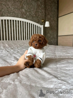 Photo №2 to announcement № 136366 for the sale of maltipu - buy in Germany breeder