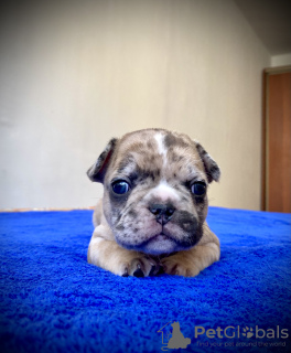 Photo №1. french bulldog - for sale in the city of Almaty | negotiated | Announcement № 11047