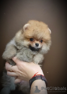 Photo №2 to announcement № 119142 for the sale of pomeranian - buy in Belarus breeder