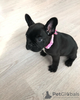 Photo №1. french bulldog - for sale in the city of Nuremberg | 350$ | Announcement № 117657