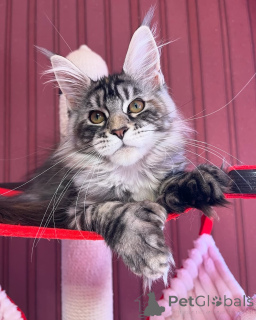 Photo №2 to announcement № 155319 for the sale of maine coon - buy in Luxembourg private announcement