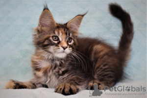 Photo №4. I will sell maine coon in the city of Volgograd. from nursery, breeder - price - negotiated
