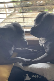 Photo №1. staffordshire bull terrier - for sale in the city of Bad Wildungen | 599$ | Announcement № 175223