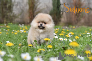 Photo №2 to announcement № 149675 for the sale of pomeranian - buy in Serbia breeder
