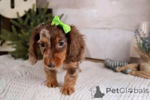 Photo №3. Cute adorable Dachshund Puppies for sale contact whatsapp business 447450021323. Germany