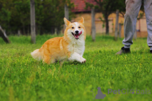 Photo №4. I will sell welsh corgi in the city of Bačka Topola. breeder - price - 1318$