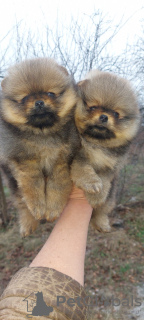 Photo №4. I will sell pomeranian in the city of Ужгород. private announcement, from nursery, breeder - price - 400$