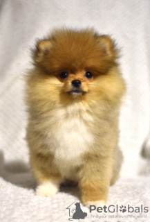 Photo №4. I will sell pomeranian in the city of Zrenjanin. breeder - price - negotiated