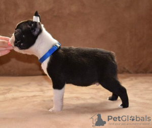 Photo №2 to announcement № 73359 for the sale of boston terrier - buy in Serbia breeder