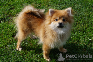 Photo №2 to announcement № 56645 for the sale of pomeranian - buy in Russian Federation breeder