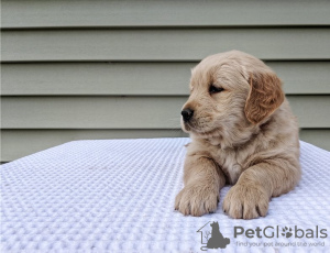 Photo №3. Adorable Golden Retriever Puppy. United States