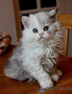 Photo №1. selkirk rex longhair - for sale in the city of Paris | 516$ | Announcement № 165511