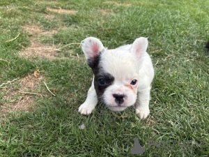 Photo №1. french bulldog - for sale in the city of Lisbon | 1032$ | Announcement № 165946