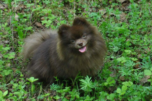 Additional photos: Chocolate Oranges Puppies