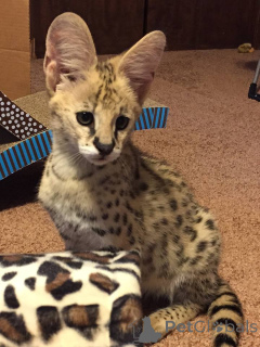 Photo №1. savannah cat - for sale in the city of Manly | negotiated | Announcement № 138263