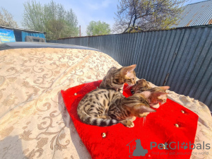 Additional photos: Bengals Kittens