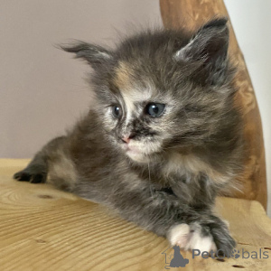 Photo №3. Male and female Maine Coon kitten available. Finland