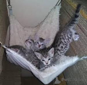 Photo №1. egyptian mau - for sale in the city of Tampere | 599$ | Announcement № 164940